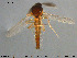  ( - HED-Cer181)  @11 [ ] Creative Commons  Attribution Non-Commercial Share-Alike (2017) NTNU University Museum, Department of Natural History NTNU University Museum, Department of Natural History