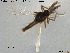  (Forcipomyia alacris - HED-Cer182)  @12 [ ] Creative Commons  Attribution Non-Commercial Share-Alike (2017) NTNU University Museum, Department of Natural History NTNU University Museum, Department of Natural History
