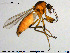  ( - HED-Cer190)  @11 [ ] Creative Commons  Attribution Non-Commercial Share-Alike (2017) NTNU University Museum, Department of Natural History NTNU University Museum, Department of Natural History
