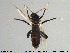  (Serromyia atra - HED-Cer195)  @11 [ ] Creative Commons  Attribution Non-Commercial Share-Alike (2017) NTNU University Museum, Department of Natural History NTNU University Museum, Department of Natural History