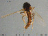  (Atrichopogon griseolus - HED-Cer210)  @11 [ ] Creative Commons  Attribution Non-Commercial Share-Alike (2017) NTNU University Museum, Department of Natural History NTNU University Museum, Department of Natural History