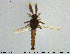  (Forcipomyia nigrans - HED-Cer273)  @14 [ ] Creative Commons  Attribution Non-Commercial Share-Alike (2017) NTNU University Museum, Department of Natural History NTNU University Museum, Department of Natural History