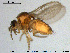  (Forcipomyia monilicornis - HED-Cer325)  @13 [ ] Creative Commons  Attribution Non-Commercial Share-Alike (2017) NTNU University Museum, Department of Natural History NTNU University Museum, Department of Natural History