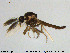  ( - HED-Cer64)  @13 [ ] Creative Commons  Attribution Non-Commercial Share-Alike (2017) NTNU University Museum, Department of Natural History NTNU University Museum, Department of Natural History