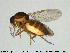  (Forcipomyia sp. 13ES - HED-Cer67)  @11 [ ] Creative Commons  Attribution Non-Commercial Share-Alike (2017) NTNU University Museum, Department of Natural History NTNU University Museum, Department of Natural History