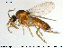  (Forcipomyia sp. 12ES - HED-Cer70)  @11 [ ] Creative Commons  Attribution Non-Commercial Share-Alike (2017) NTNU University Museum, Department of Natural History NTNU University Museum, Department of Natural History