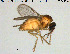  (Forcipomyia tonnoiri - HED-Cer77)  @11 [ ] Creative Commons  Attribution Non-Commercial Share-Alike (2017) NTNU University Museum, Department of Natural History NTNU University Museum, Department of Natural History