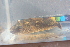  (Pao leiurus - JHL2018002)  @11 [ ] CreativeCommons - Attribution Share-Alike (2018) Unspecified University of Colorado, Boulder