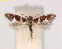  (Aspilanta hydrangaeella - RMNH.INS.25192)  @14 [ ] CreativeCommons  Attribution Non-Commercial Share-Alike (2020) Erik J. van Nieukerken-Naturalis Naturalis Biodiversity Center