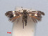  ( - RMNH.INS.24160)  @13 [ ] CreativeCommons - Attribution Non-Commercial Share-Alike (2013) Erik J. van Nieukerken Naturalis, Biodiversity Center