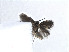  ( - RMNH.INS.24374)  @12 [ ] CreativeCommons - Attribution Non-Commercial Share-Alike (2013) Erik J. van Nieukerken Naturalis, Biodiversity Center