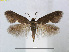  (Heliozela limbata - RMNH.INS.24524)  @11 [ ] CreativeCommons - Attribution Non-Commercial Share-Alike (2015) Unspecified Naturalis Biodiversity Centre