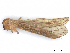  ( - BIOUG70332-H03)  @11 [ ] CreativeCommons - Attribution (2021) CBG Photography Group Centre for Biodiversity Genomics