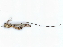  ( - BIOUG72933-G04)  @11 [ ] CreativeCommons - Attribution (2021) CBG Photography Group Centre for Biodiversity Genomics