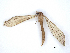  ( - BIOUG72933-H06)  @11 [ ] CreativeCommons - Attribution (2021) CBG Photography Group Centre for Biodiversity Genomics