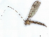  ( - BIOUG72933-H11)  @11 [ ] CreativeCommons - Attribution (2021) CBG Photography Group Centre for Biodiversity Genomics