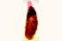  ( - MXHEL009)  @11 [ ] Copyright  Virginia Leon Unspecified