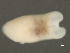  ( - MXHEL226)  @11 [ ] CreativeCommons - Attribution (2010) CBG Photography Group Centre for Biodiversity Genomics
