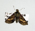  ( - USNM ENT 00148020.1)  @12 [ ] No Rights Reserved  Unspecified Unspecified