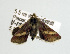  ( - USNM ENT 00148021.1)  @13 [ ] No Rights Reserved  Unspecified Unspecified