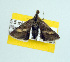  ( - USNM ENT 00148026.1)  @13 [ ] No Rights Reserved  Unspecified Unspecified