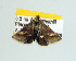 ( - USNM ENT 00148028.1)  @13 [ ] No Rights Reserved  Unspecified Unspecified