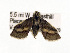  ( - USNM ENT 00148030.1)  @13 [ ] No Rights Reserved  Unspecified Unspecified