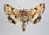  (Heliothis phloxiphaga - USNM ENT 00148044.1)  @15 [ ] No Rights Reserved  Unspecified Unspecified