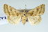  (Schinia trifascia - USNM ENT 00148243.1)  @15 [ ] No Rights Reserved  Unspecified Unspecified
