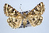  ( - USNM ENT 00159800.1)  @14 [ ] No Rights Reserved  Unspecified Unspecified