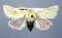  (Schinia snowi - USNM ENT 00161839.1)  @14 [ ] No Rights Reserved  Unspecified Unspecified