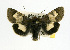  (Heliothis proruptus - USNM ENT 00161865.1)  @14 [ ] No Rights Reserved  Unspecified Unspecified