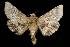  (Schinia mortua - USNM ENT 00221629)  @14 [ ] No Rights Reserved  Unspecified Unspecified