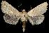  (Schinia immaculata - USNM ENT 00255706)  @14 [ ] No Rights Reserved  Unspecified Unspecified