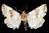  (Schinia chryselloides - USNM ENT 00159138)  @14 [ ] No Rights Reserved  Unspecified Unspecified