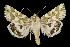  (Schinia meadi - USNM ENT 00159717)  @14 [ ] No Rights Reserved  Unspecified Unspecified