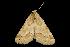  ( - USNM ENT 00160925)  @13 [ ] No Rights Reserved  Unspecified Unspecified