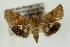  (Schinia bicuspida - USNM ENT 00157552)  @14 [ ] No Rights Reserved  Unspecified Unspecified