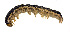  ( - USNMQUI15)  @13 [ ] No Rights Reserved  Unspecified Unspecified