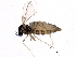  (Asteromyia tumifica - BIOUG02383-D02)  @13 [ ] CreativeCommons - Attribution (2013) CBG Photography Group Centre for Biodiversity Genomics