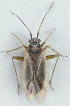  (Orthotylus boreellus - TR00482)  @13 [ ] CreativeCommons - Attribution Non-Commercial (2015) Marko Mutanen University of Oulu