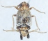  (Dicranotropis hamata - TR917)  @14 [ ] CreativeCommons - Attribution Non-Commercial (2015) Marko Mutanen University of Oulu