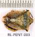  ( - RL-PENT-083)  @11 [ ] Copyright (2020) Roland Lupoli Unspecified