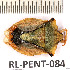  ( - RL-PENT-084)  @11 [ ] Copyright (2020) Roland Lupoli Unspecified
