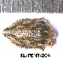  ( - RL-PENT-204)  @11 [ ] CC-by (2025) Roland Lupoli Research collection of Roland Lupoli
