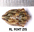  ( - RL-PENT-215)  @11 [ ] CC-by (2025) Roland Lupoli Research collection of Roland Lupoli
