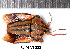  ( - RL-PENT-232)  @11 [ ] CC-by (2025) Roland Lupoli Research collection of Roland Lupoli
