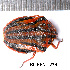  ( - RL-PENT-234)  @11 [ ] CC-by (2025) Roland Lupoli Research collection of Roland Lupoli