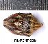  (Odontotarsus grammicus - RL-PENT-238)  @11 [ ] CC-by (2025) Roland Lupoli Research collection of Roland Lupoli