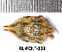  ( - RL-PENT-239)  @11 [ ] CC-by (2025) Roland Lupoli Research collection of Roland Lupoli